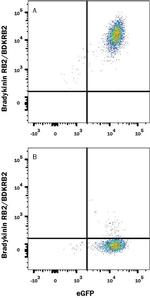 BDKRB2 Monoclonal Antibody (471916)