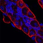 VSIG2 Monoclonal Antibody (771625)