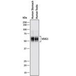 VSIG1 Monoclonal Antibody (986709)