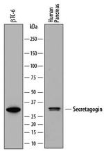 SCGN Monoclonal Antibody (778518)