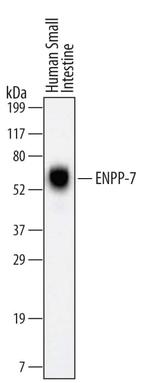 ENPP7 Monoclonal Antibody (560514)