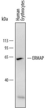 ERMAP Monoclonal Antibody (767504)