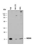NEDD8 Monoclonal Antibody (866916)