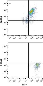 ROBO4 Monoclonal Antibody (274914)
