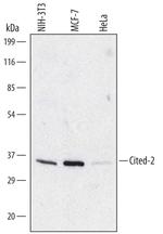 CITED2 Monoclonal Antibody (477226)