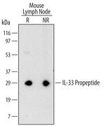 pro-IL-33 Monoclonal Antibody (518017)