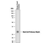 MCPT-1 Monoclonal Antibody (285008)
