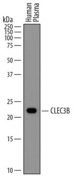 Tetranectin Antibody in Western Blot (WB)
