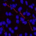 CDNF Monoclonal Antibody (560108)