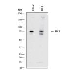 FGL2 Monoclonal Antibody (829321)