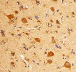 mGluR8 Monoclonal Antibody (476410)