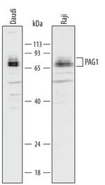 PAG1 Antibody in Western Blot (WB)