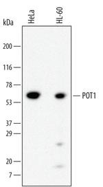 POT1 Monoclonal Antibody (688923)
