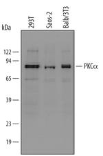 PKC alpha Monoclonal Antibody (421810)