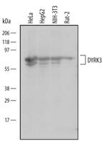 DYRK3 Monoclonal Antibody (563518)