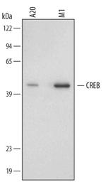 CREB Monoclonal Antibody (485422)