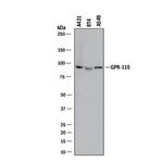 GPR115 Monoclonal Antibody (527018)