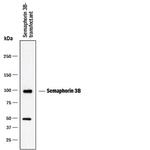 SEMA3B Monoclonal Antibody (904201)