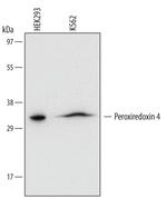 PRDX4 Monoclonal Antibody (566401)
