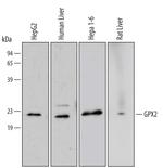 GPX2 Monoclonal Antibody (496010)