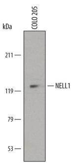 NELL1 Antibody in Western Blot (WB)
