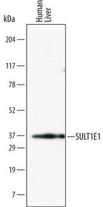 SULT1E1 Antibody in Western Blot (WB)