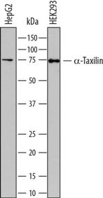 TXLNA Monoclonal Antibody (812901)