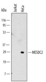 MESDC2 Monoclonal Antibody (513802)