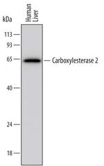 CES2 Monoclonal Antibody (720711)