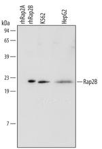 RAP2B Monoclonal Antibody (455517)
