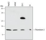 Thioredoxin 2 Monoclonal Antibody (543317)