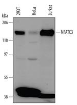 NFATC3 Monoclonal Antibody (646115)