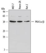 PKA C alpha/beta Monoclonal Antibody (515741)