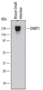 GP340 Antibody in Western Blot (WB)