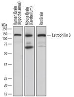 LPHN3 Monoclonal Antibody (801518)