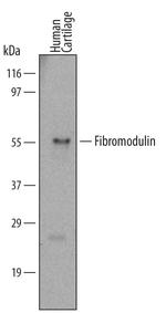 Fibromodulin Antibody in Western Blot (WB)