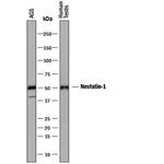 NUCB2 Monoclonal Antibody (877140)
