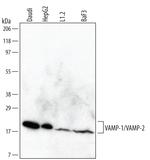 VAMP1/VAMP2 Monoclonal Antibody (540524)