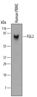 FGL2 Monoclonal Antibody (532223)