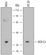 UCHL3 Monoclonal Antibody (677710)