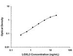 LOXL3 Monoclonal Antibody (1013328)