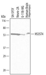 HS3ST4 Monoclonal Antibody (712011)