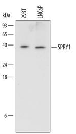 SPRY1 Monoclonal Antibody (669534)