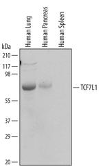 TCF7L1 Monoclonal Antibody (622722)