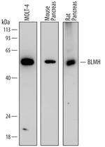 BLMH Monoclonal Antibody (760239)