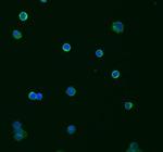 TRIM21 Monoclonal Antibody (672722)