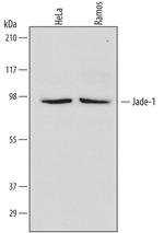 PHF17 Monoclonal Antibody (658005)