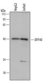 DFFB Antibody in Western Blot (WB)