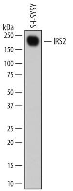 IRS2 Monoclonal Antibody (676415)