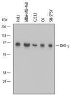 DGKG Monoclonal Antibody (613531)